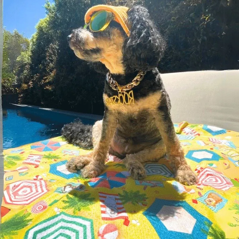 Life's a Beach - Adventure Dog Towel