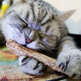 Natural Catnip Tooth Cleaning Sticks for Cats