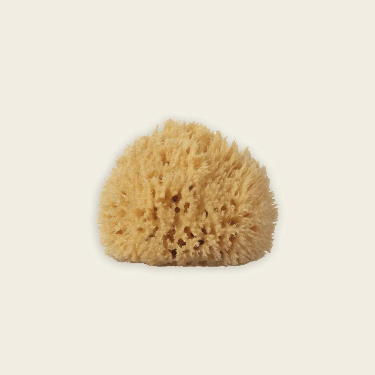 sea sponge - large