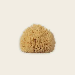 sea sponge - large